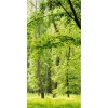 Naturdeko | Sommerdeko^DecoWoerner Schwer Entflammbarer Stoffbanner "Frühlingswald" Aus Fahnenstoff 100 X 200 Cm grün