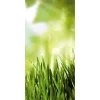 Naturdeko | Sommerdeko^DecoWoerner Schwer Entflammbarer Stoffbanner "Frühlingsgras" Aus Fahnenstoff 100 X 200 Cm grün