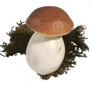 Gemüse & Kräuter^DecoWoerner Steinpilze Lebensmittel-Attrappe 10 Cm, 3 Stück braun