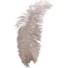 Themen-Deko^DecoWoerner Straußenfeder Puder, 50 - 60 Cm rosa