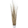 Dekogras^DecoWoerner Trocken-Grasbündel 150 Cm Hoch, In Weißem Topf Ø 20 Cm braun