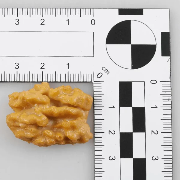 Obst & Früchte^DecoWoerner Walnuß-Kerne, Groß -Lebensmittel-Attrappe 100 G Beutel braun