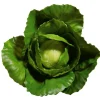 Gemüse & Kräuter^DecoWoerner Weißkohl Lebensmittel-Attrappe, 13 Cm Ø grün