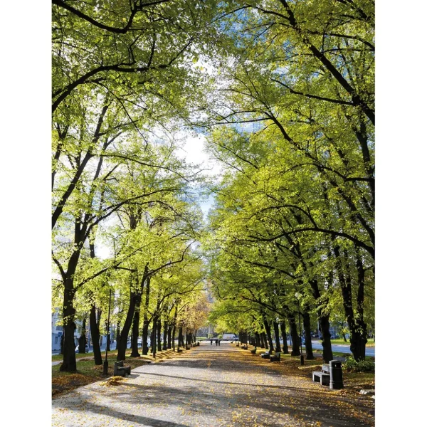 Xxl-Banner^DecoWoerner XL-Stoffbanner „Allee Im Park“ Aus Schwer Entflammbarem Fahnenstoff 150 X 200 Cm grün