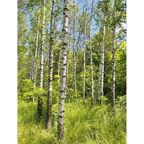 Xxl-Banner^DecoWoerner XL-Stoffbanner „Birkenwald Im Frühling“ Aus Schwer Entflammbarem Fahnenstoff 150 X 200 Cm