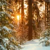 Weihnachts- & Winterbanner | Xxl Weihnachtsdeko^DecoWoerner XXL-Planenbanner "Sonnenaufgang Im Winterwald" Aus Schwer Entflammbarer LKW-Plane 250 X 330 Cm weiß