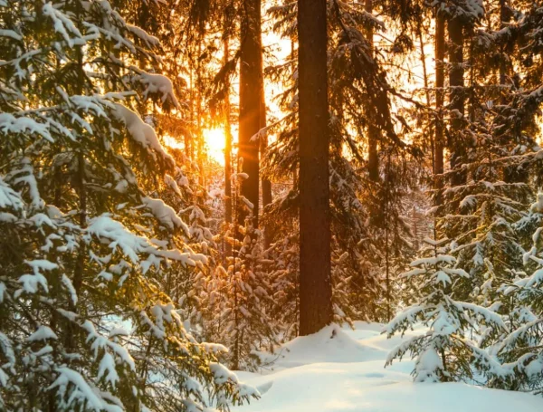 Weihnachts- & Winterbanner | Xxl Weihnachtsdeko^DecoWoerner XXL-Planenbanner "Sonnenaufgang Im Winterwald" Aus Schwer Entflammbarer LKW-Plane 250 X 330 Cm weiß