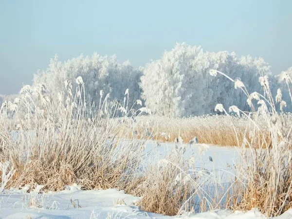 Xxl-Banner | Winterdeko^DecoWoerner XXL-Planenbanner "Winterschilf" Aus Schwer Entflammbarer LKW-Plane 250 X 330 Cm